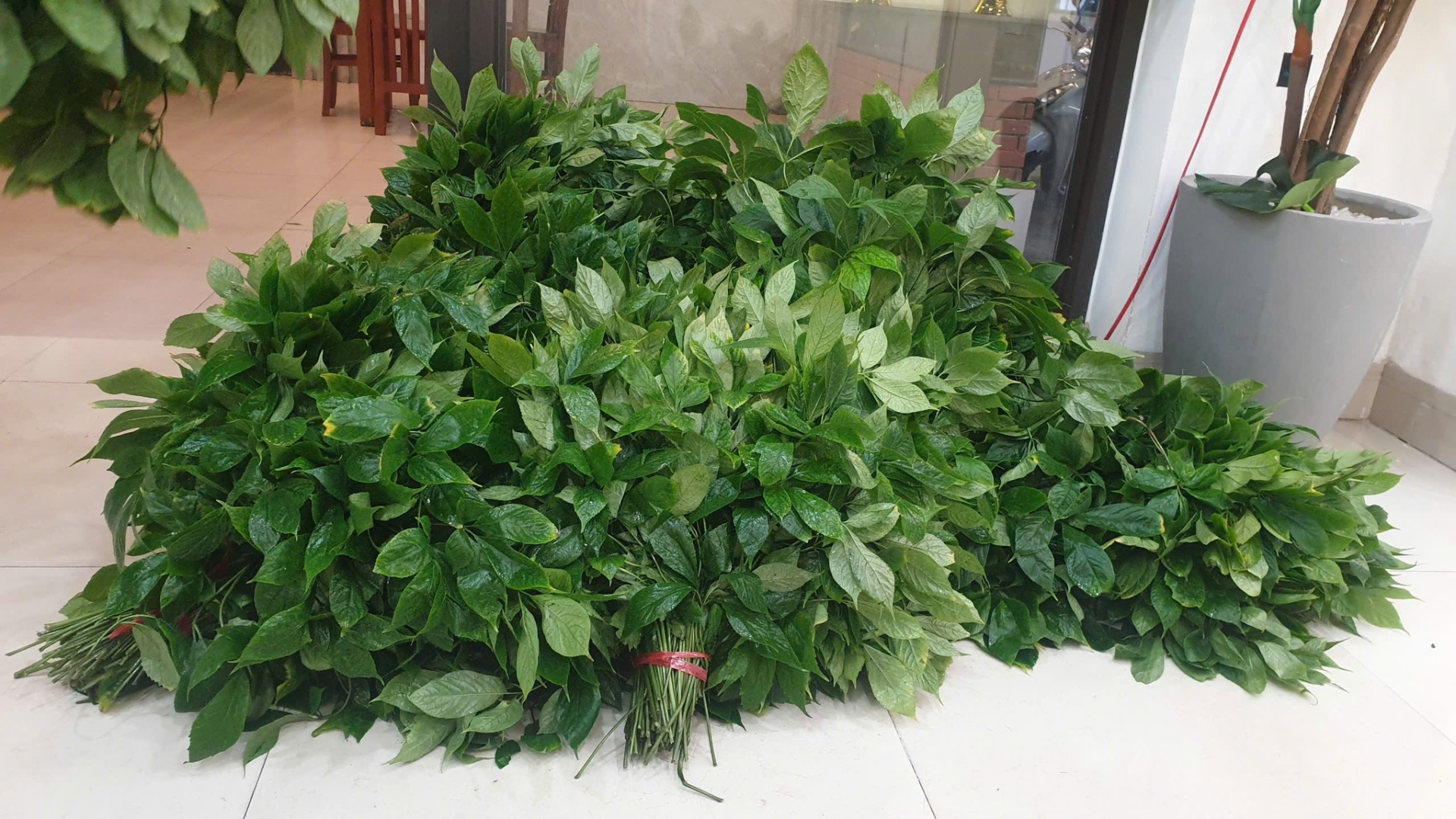 Hướng dẫn chi tiết cách ngâm rượu lá sâm Ngọc Linh tươi đúng chuẩn